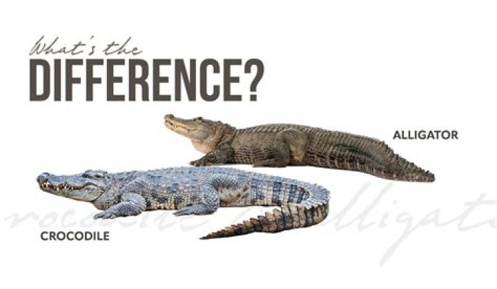 What is the most friendly crocodile?