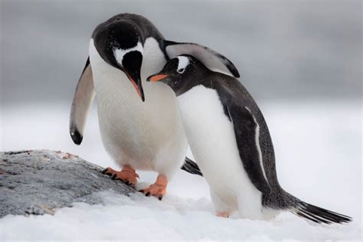 What is the weirdest fact about penguins?