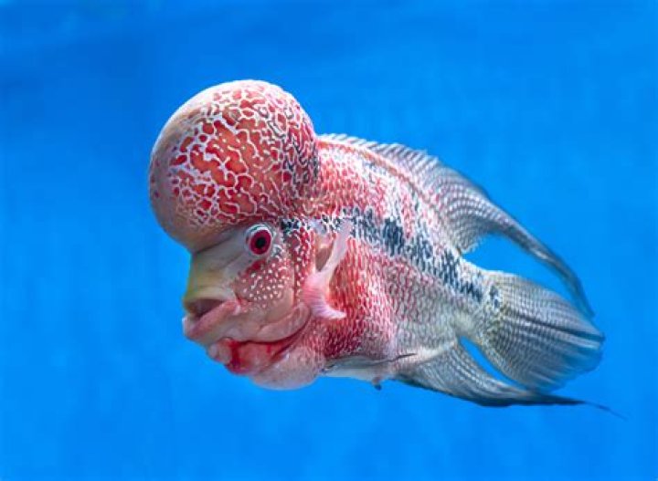 What is the weirdest pet to own?