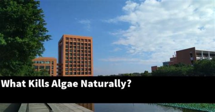 What kills algae naturally?