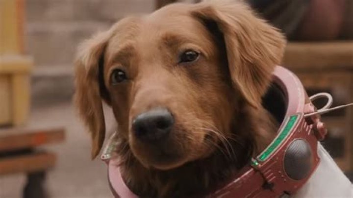 What kind of dog is always on time?