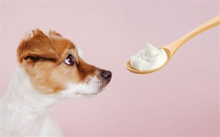 What kind of yogurt is safe for dogs?