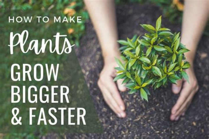What makes plants grow faster and bigger?