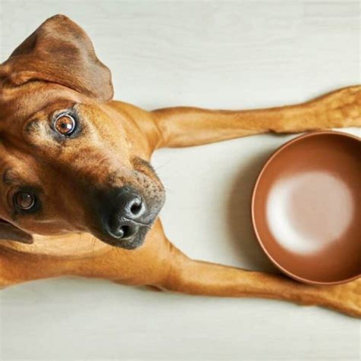 What oil can I put in my dogs food?