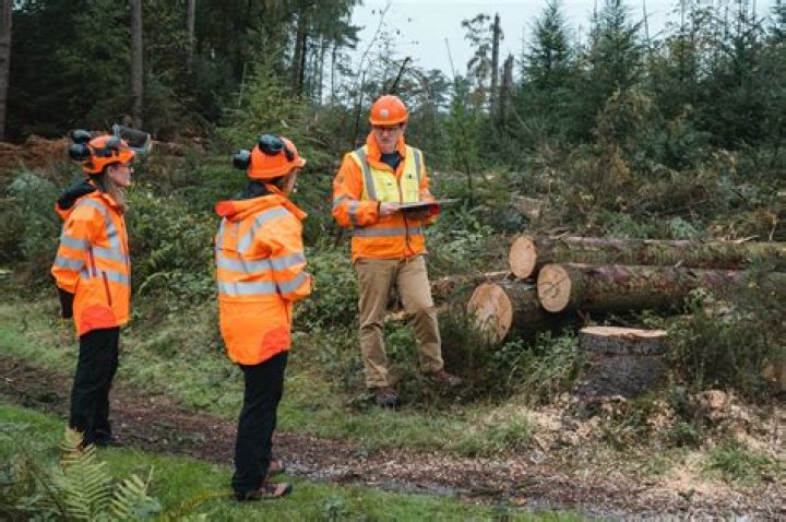 What qualifications do I need to work in forestry?