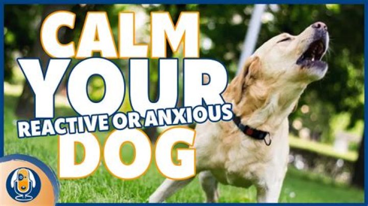 What really works to calm dogs?