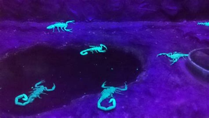 What scorpions glow in the dark?