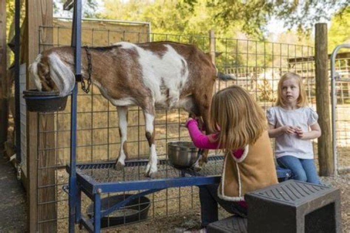 What should goats not eat?