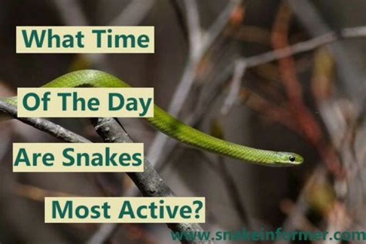What time of day are snakes active?