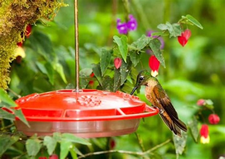 What time of day do hummingbirds come to feeders?