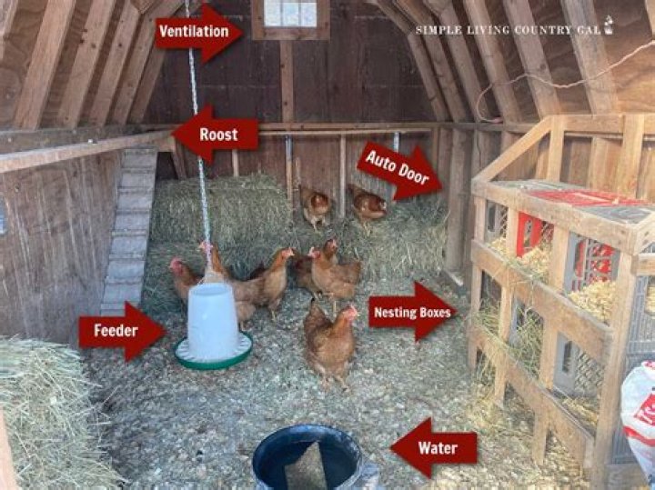What time should chickens go in coop?