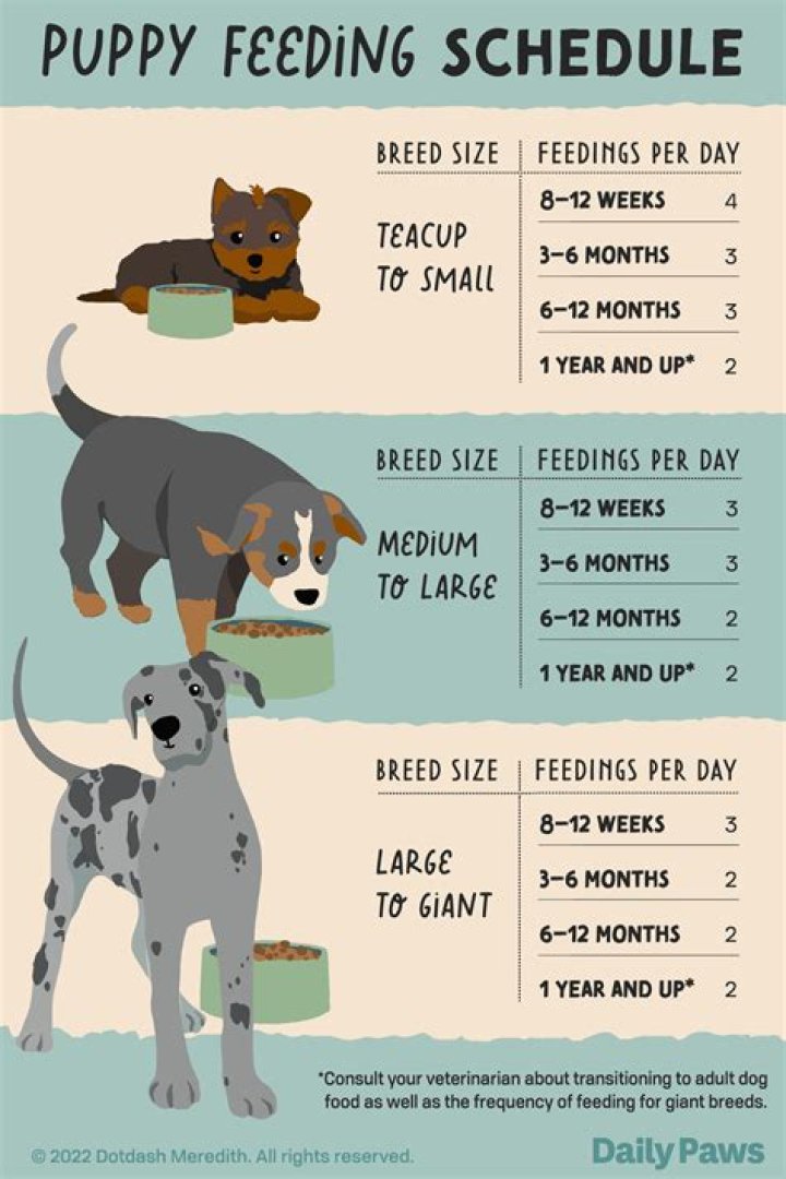 What time should you put a puppy to bed?