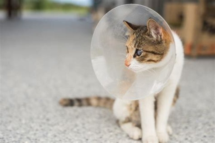 What to expect after cat is spayed?