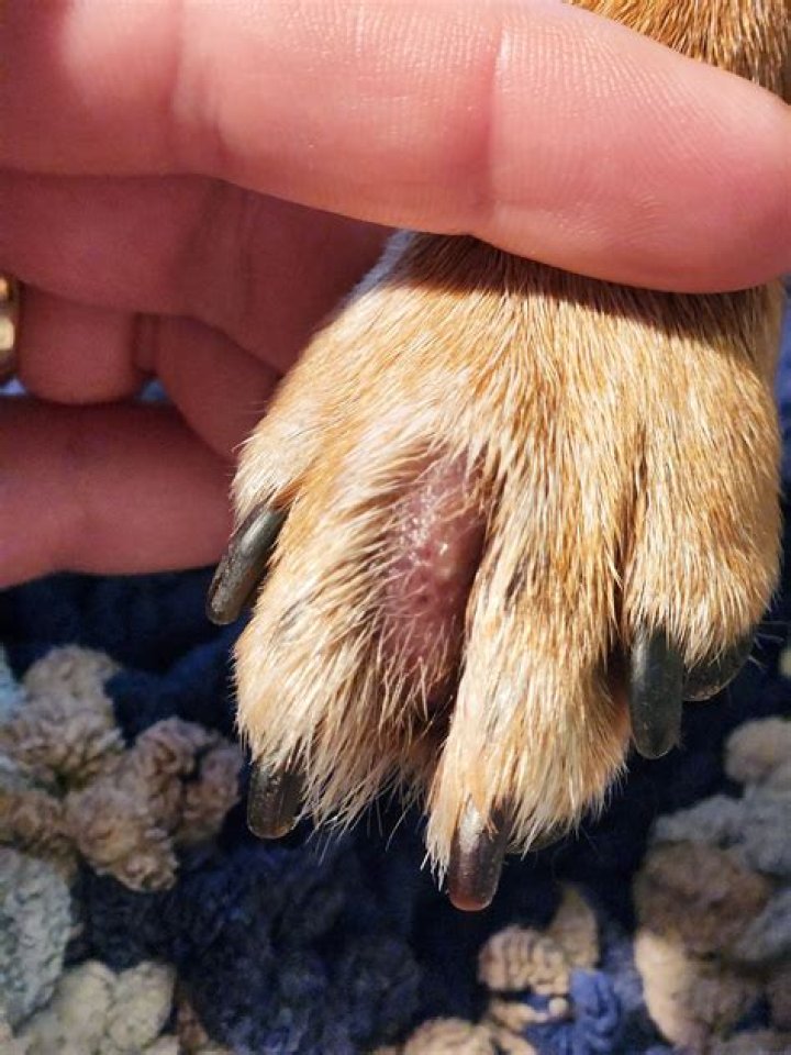 What to put on sores between dogs toes?