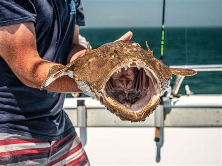When do monkfish stop burning?