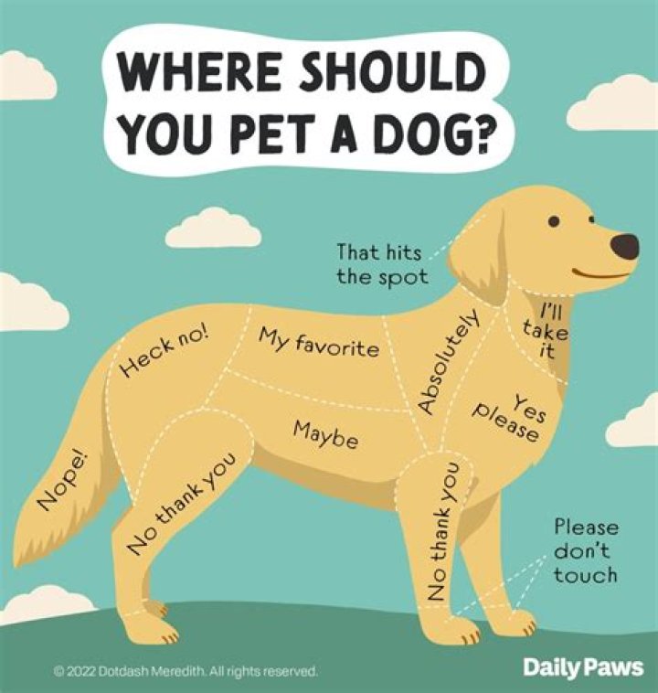 When should you not pet your dog?
