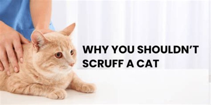 When should you stop Scruffing a cat?
