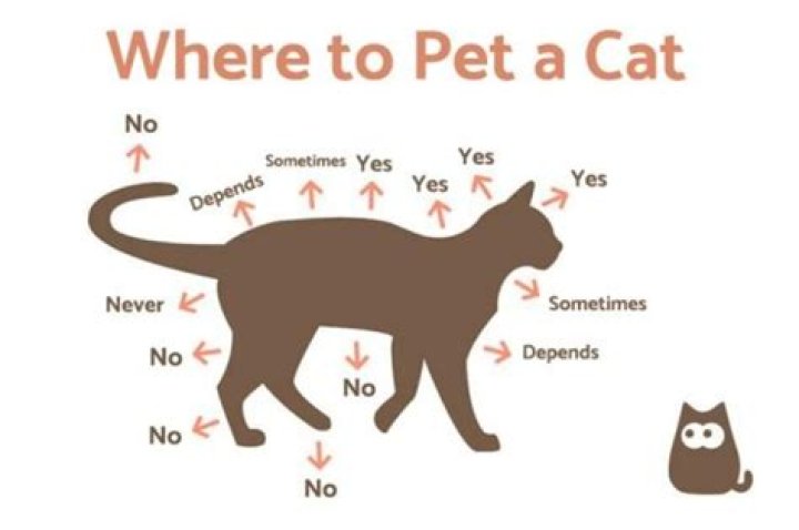 Where can I not pet a cat?