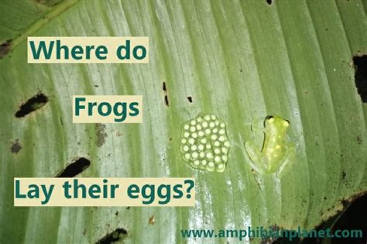 Where do frogs lay their eggs?