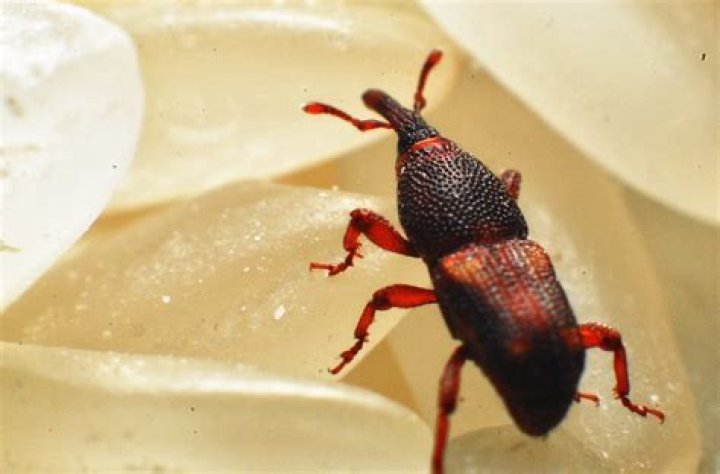 Where do rice weevils live?
