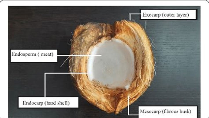 Where is coconut originally from?