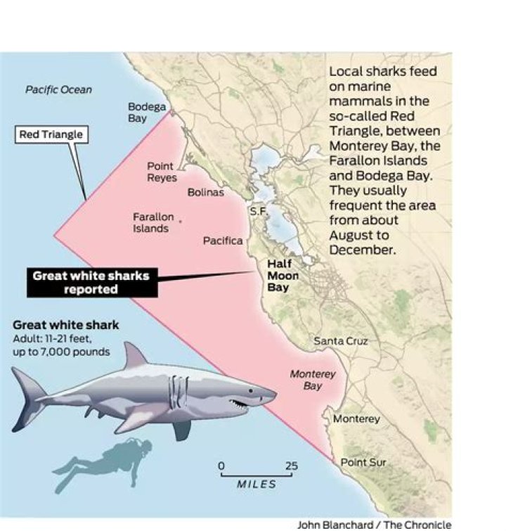 Where is the most shark infested waters?