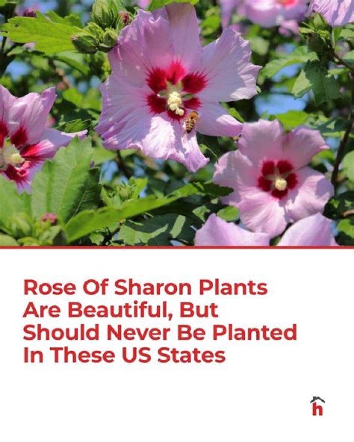 Where Should rose of Sharon be planted?