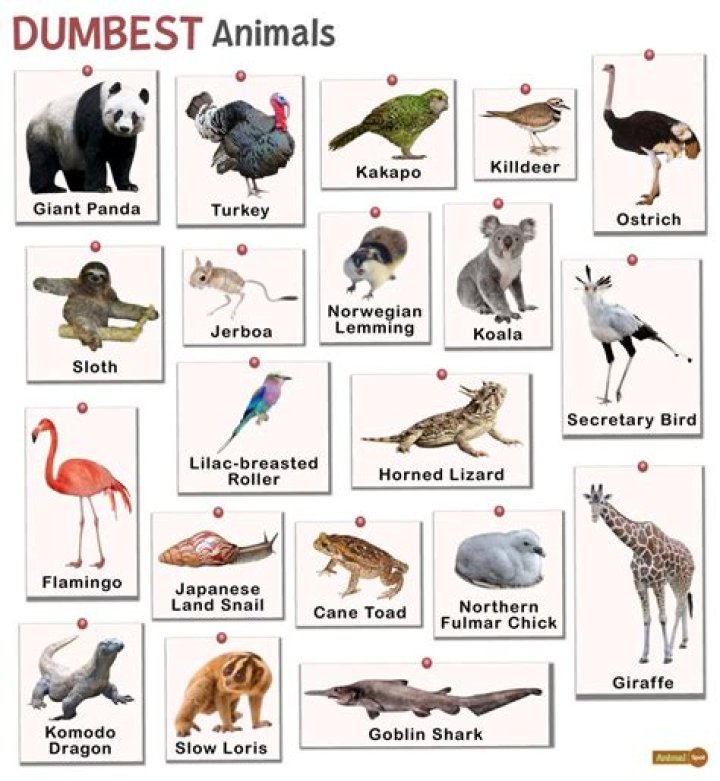 Which animal is dumbest?