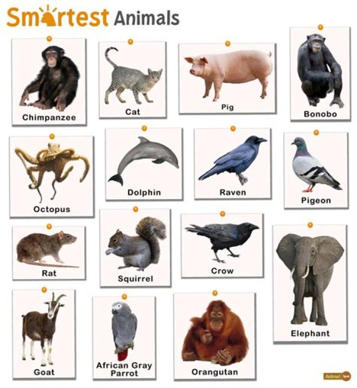 Which animal is the stupidest?