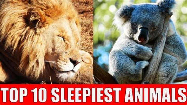 Which animal sleeps most in the world?