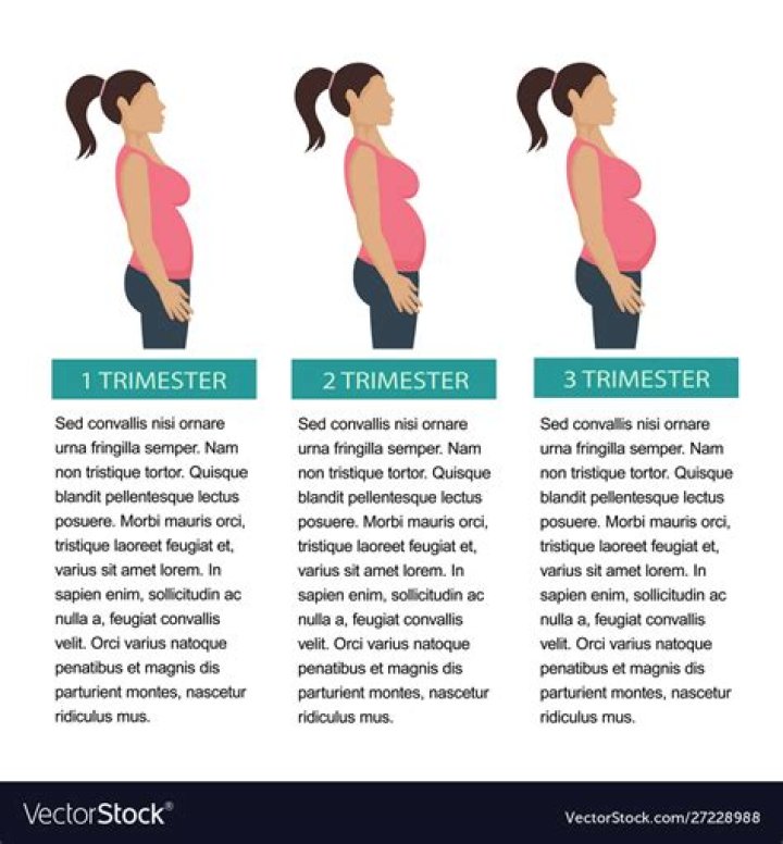 Which trimester is water most important?