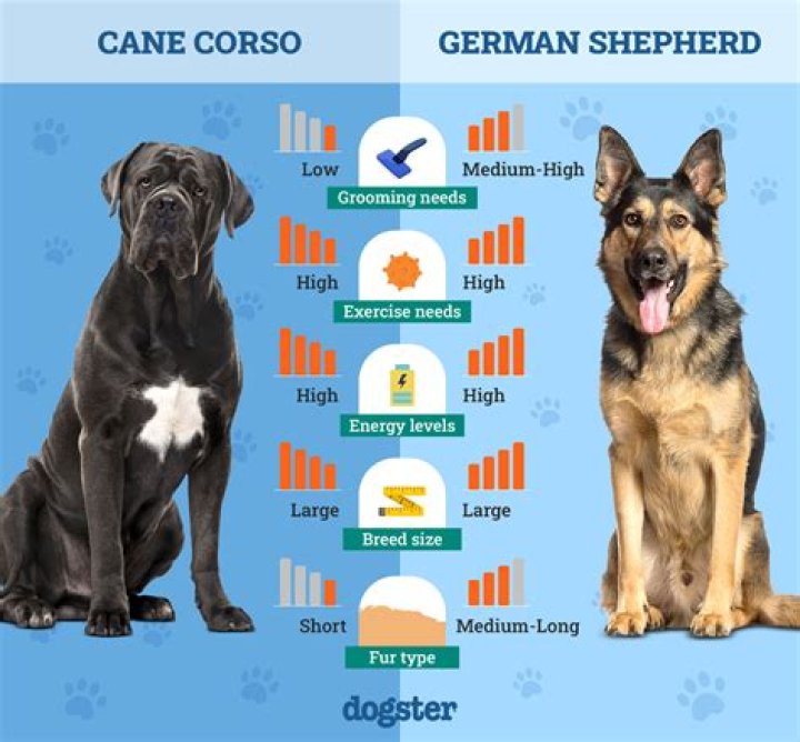 Who would win husky or German Shepherd?