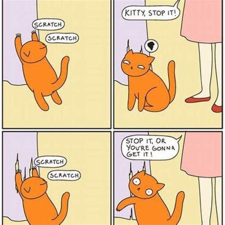 Why are cats drawn to certain humans?