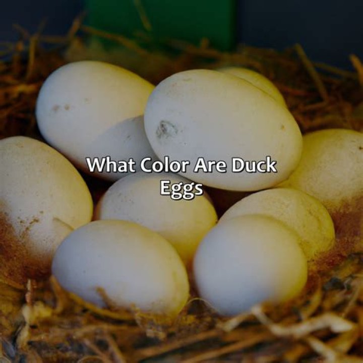 Why are my duck eggs white?