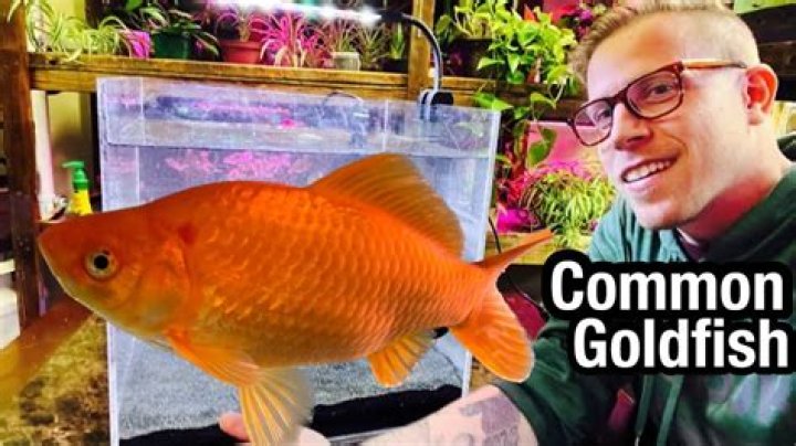 Why are my goldfish rubbing against each other?