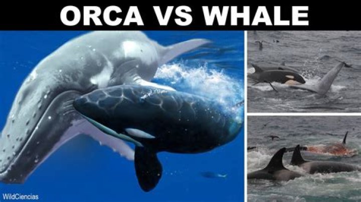 Why are whales afraid of orcas?