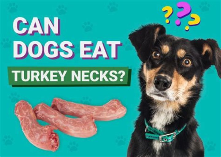 Why can't dogs eat turkey?