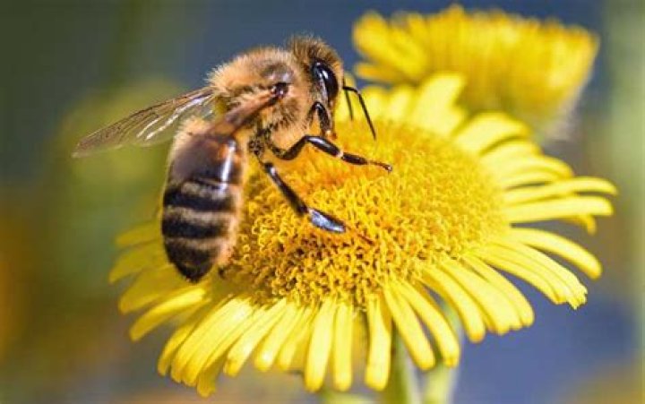Why do beekeepers sometimes clip a queen's wings?