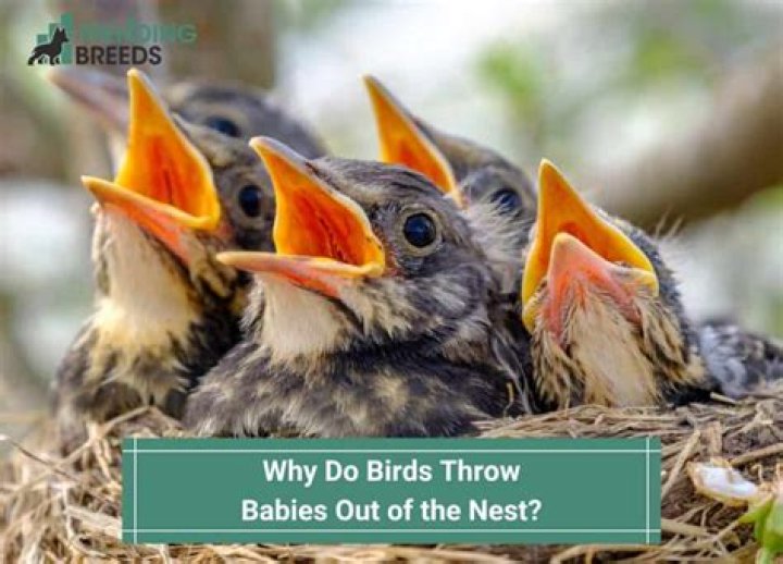 Why do birds throw babies out of the nest?