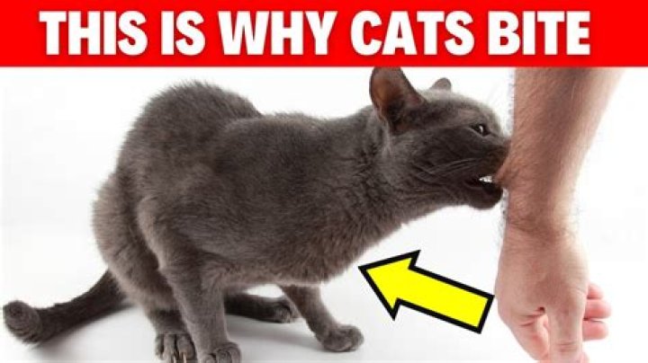 Why do cats bite their owners?