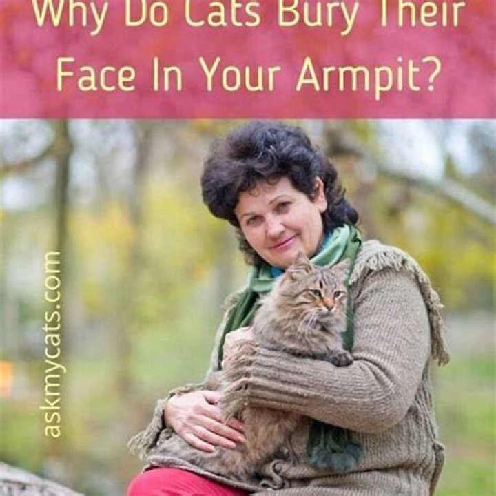 Why do cats bury their face in your arm?
