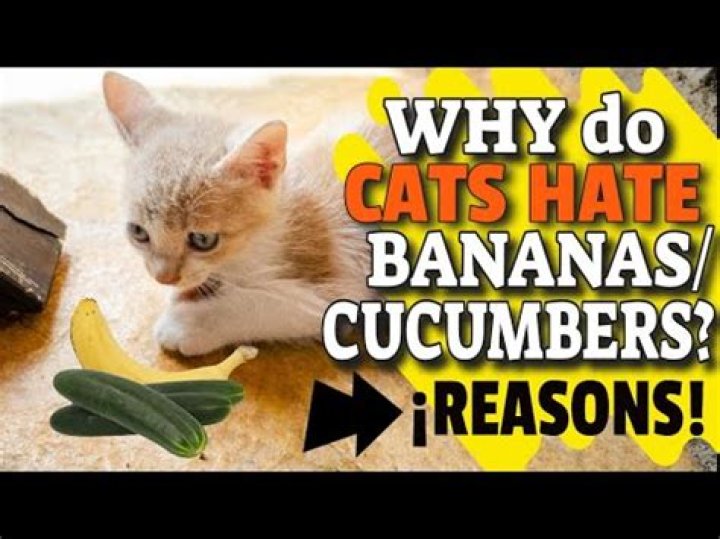Why do cats hate bananas and cucumbers?