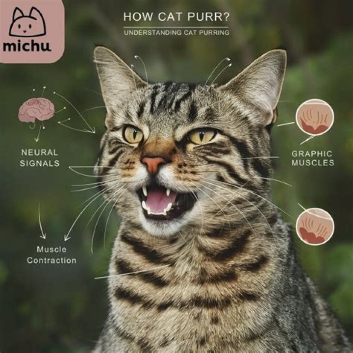 Why do cats purr?