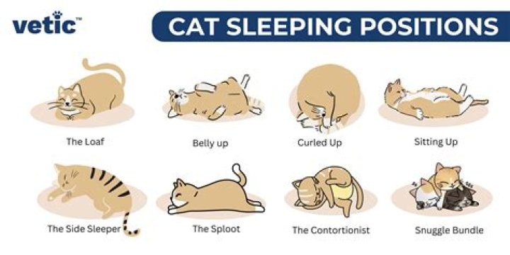 Why do cats sleep beside you?