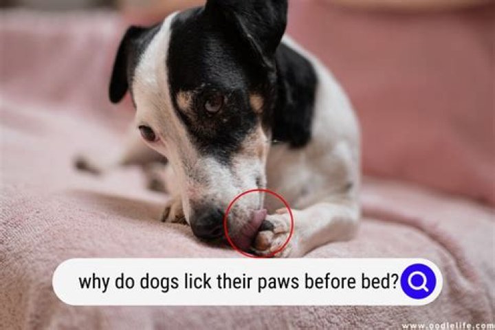 Why do dogs lick their paws before bed?