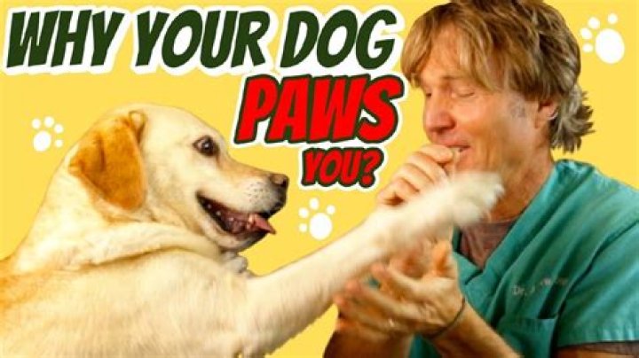 Why do dogs slap you with their paws?