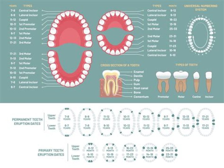 Why do humans only have 2 sets of teeth?