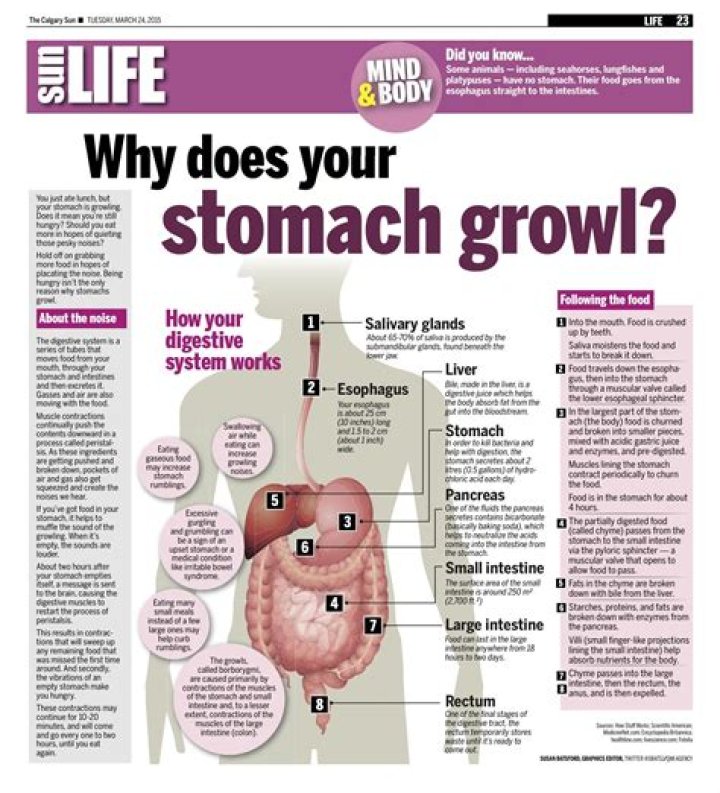 Why do I have 2 stomachs?