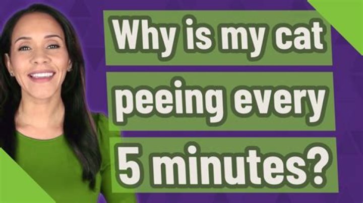 Why do I keep peeing every 5 minutes?