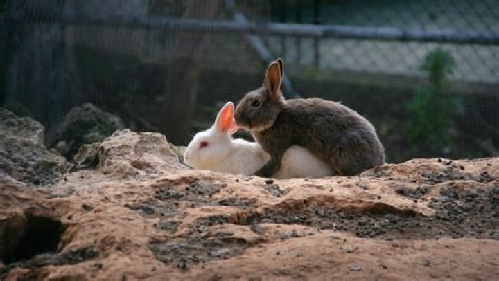 Why do neutered rabbits hump?